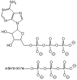 Structure of ATP