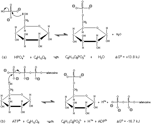 Diagram showing the formation of glucose phosphate from glucose