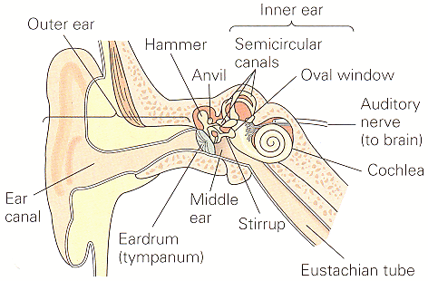 Solved: The Human Ear Canal Is About 2.5 Cmlong. It Is Ope... | Chegg.com